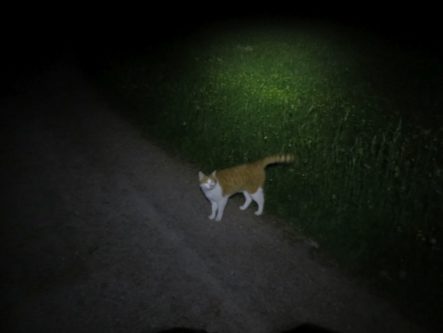 20140525_Zugspitz_Ultratrail_Ehrwald_Mittenwald_106