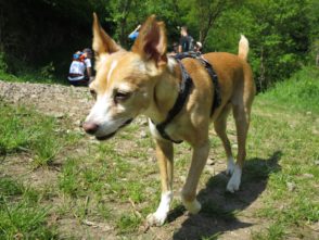 2BurgenTourExtended_Burg_Eltz_Moselkern_Bild028