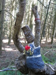 20140615_Traumpfad_Pellenzer_Seepfad_Laacher_See_010