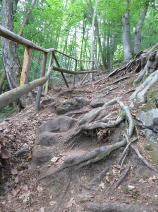 20140615_Traumpfad_Pellenzer_Seepfad_Laacher_See_019