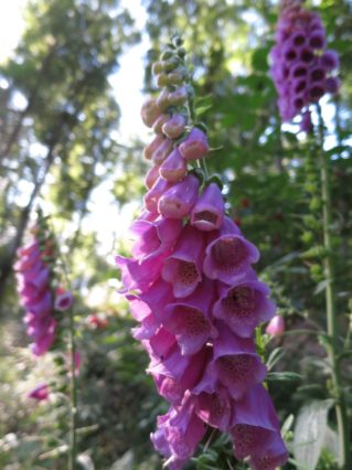 20140615_Traumpfad_Pellenzer_Seepfad_Laacher_See_027