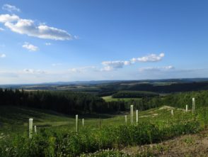 20140615_Traumpfad_Pellenzer_Seepfad_Laacher_See_030